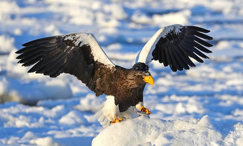 株式会社西遊旅行 ／知床半島ゲストハウスの運営の正社員 ホテルスタッフ 接客 宿泊の求人情報イメージ4