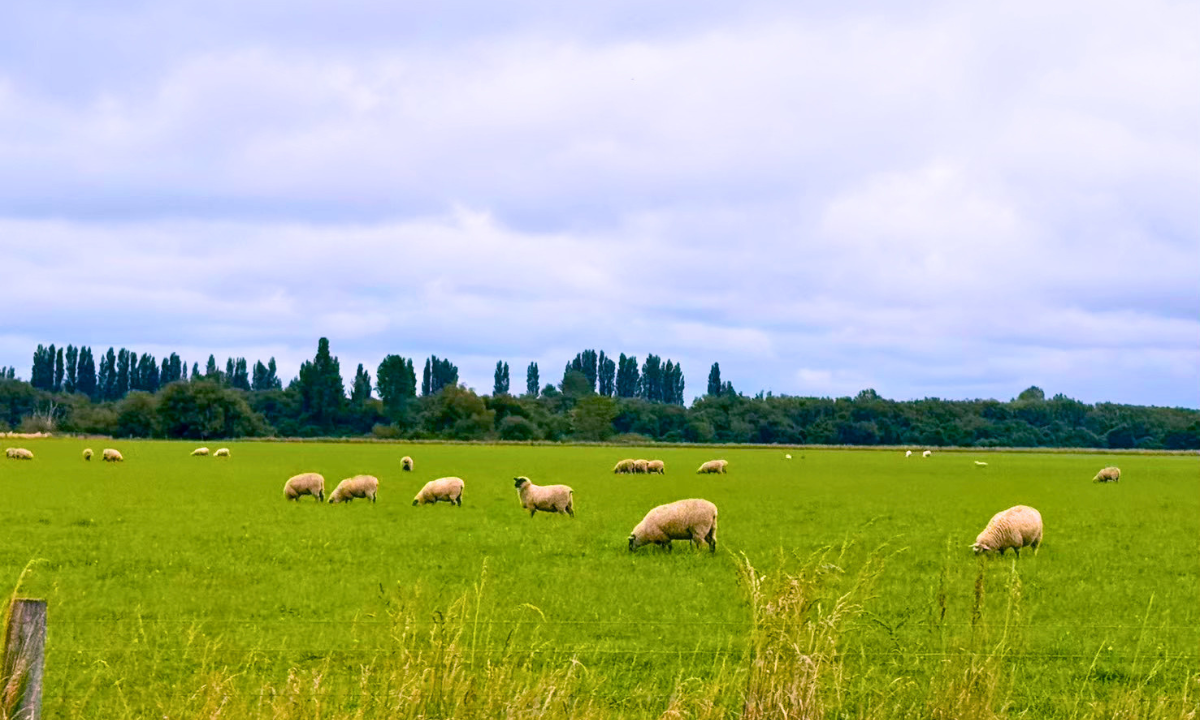 ｜ワカヌイ グリル ダイニング バー 東京 の正社員 キッチン ホール 店舗求人イメージ